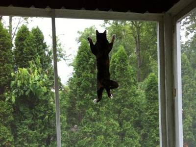 A cat is climbing on the window screen.