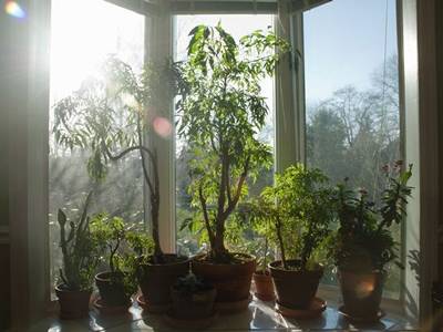 Burning sun shines into the room and some plants on the window sill.